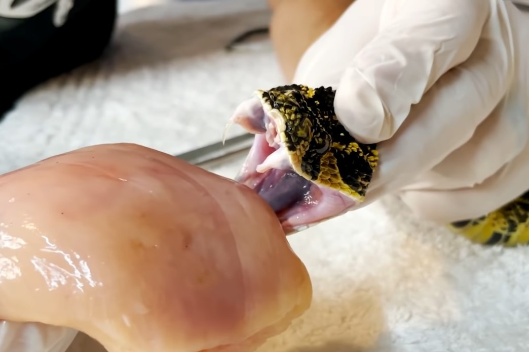 Giai ma noc doc cua ran hinh anh