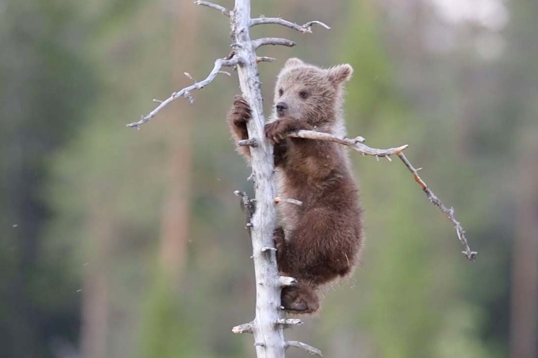 Khoanh khac dang yeu cua chu gau con tap treo cay hinh anh