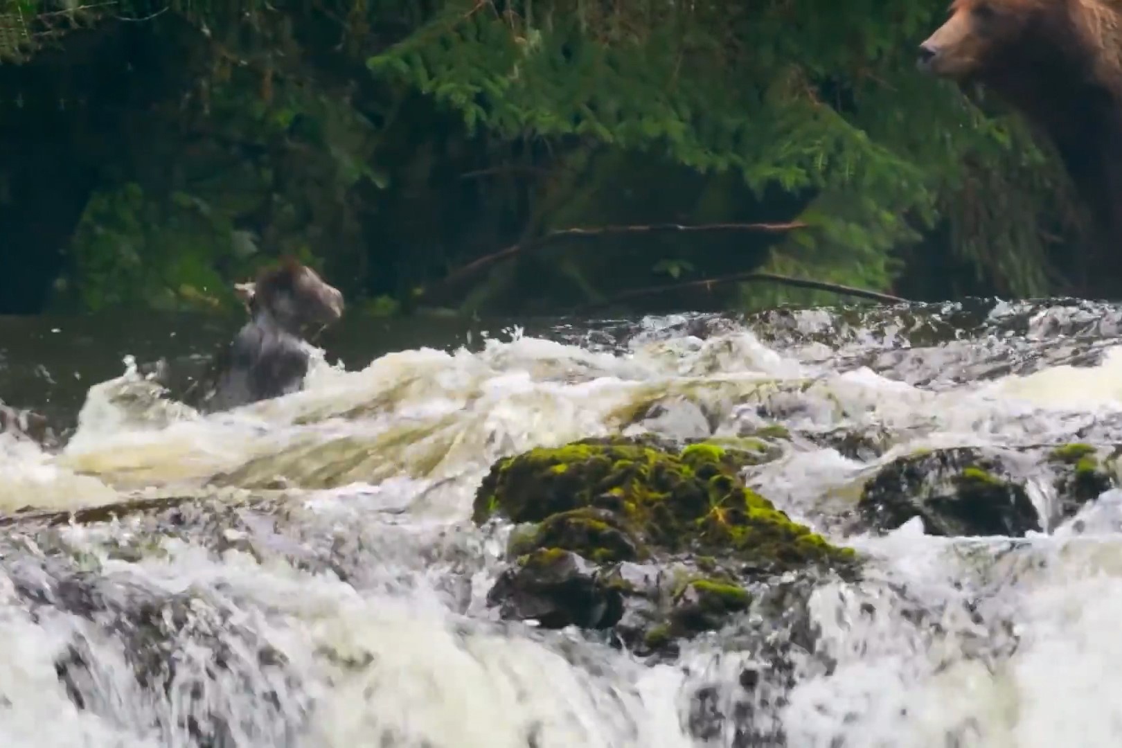 Gau con bi thac nuoc cuon khi san ca hoi cung me hinh anh