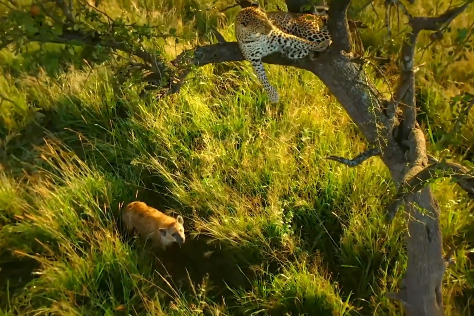 Gia dinh bao hoa mai thoat ke san moi trong gang tac hinh anh