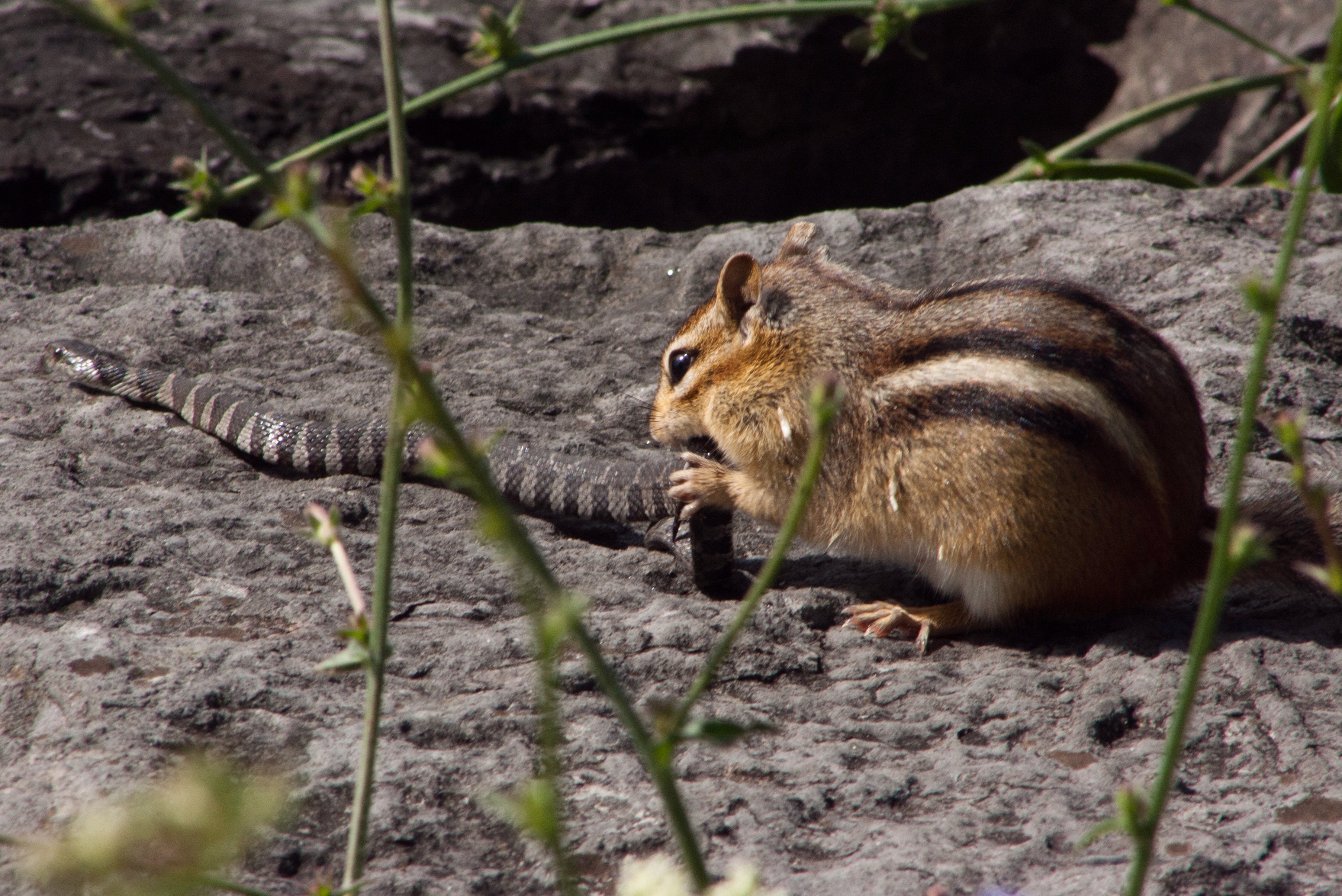 Ly do soc chuot thang loai ran trong cuoc san moi hinh anh