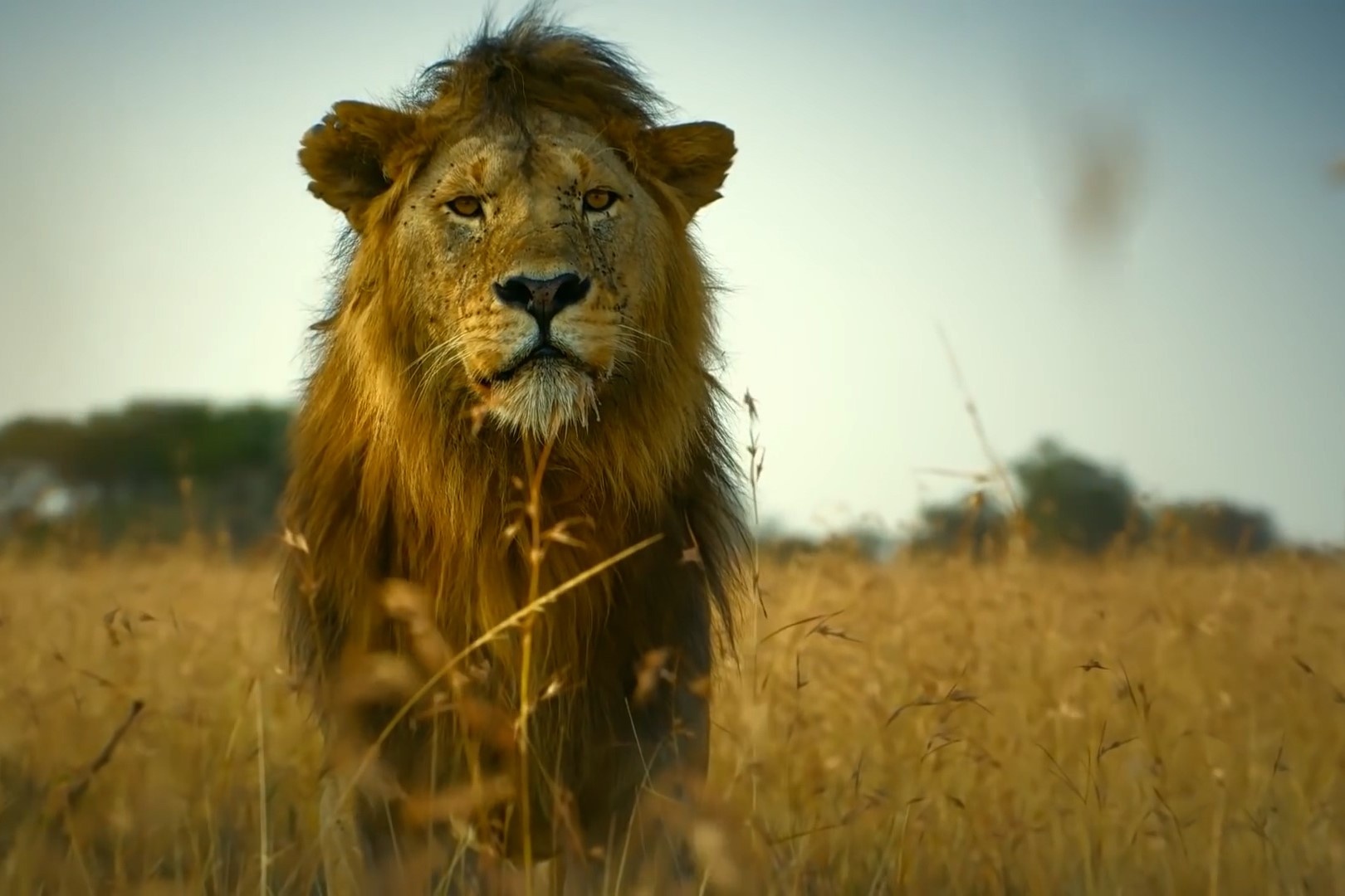 Su tu duc bo mac con cai khi bi trau rung truy duoi hinh anh