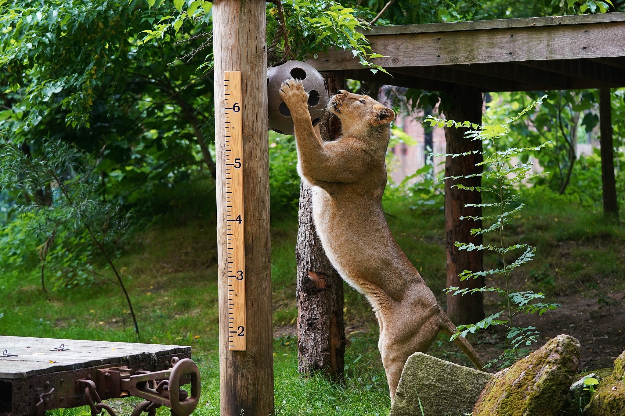 Vuon thu Anh kiem tra trong luong hang nghin ca the dong vat hinh anh