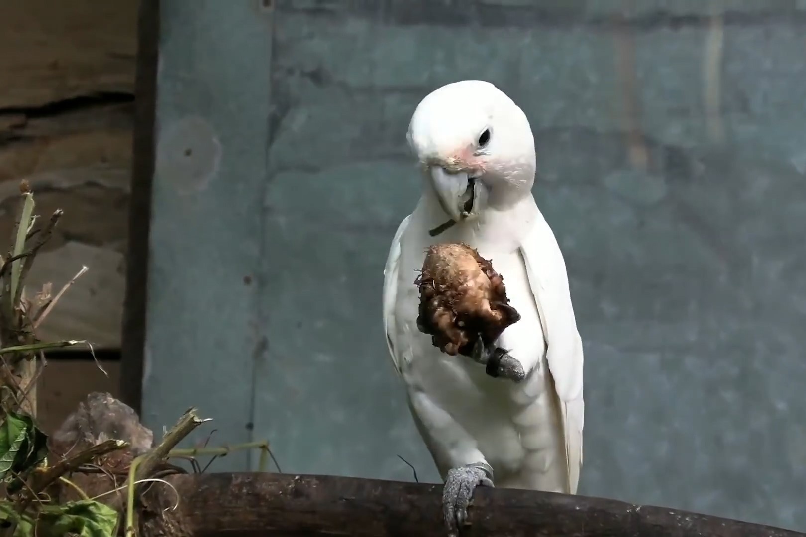 Cach vet mao tach hat hinh anh