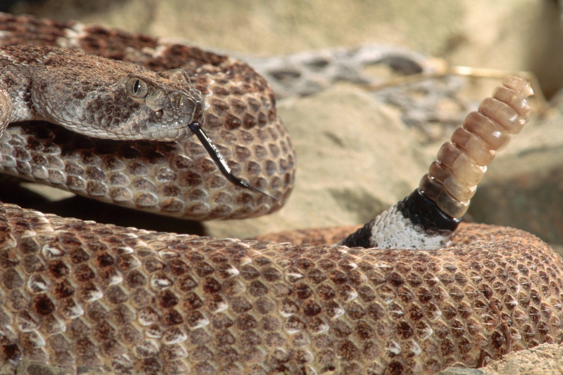 Loai ran doc co the rung duoi suot 3 tieng dong ho hinh anh