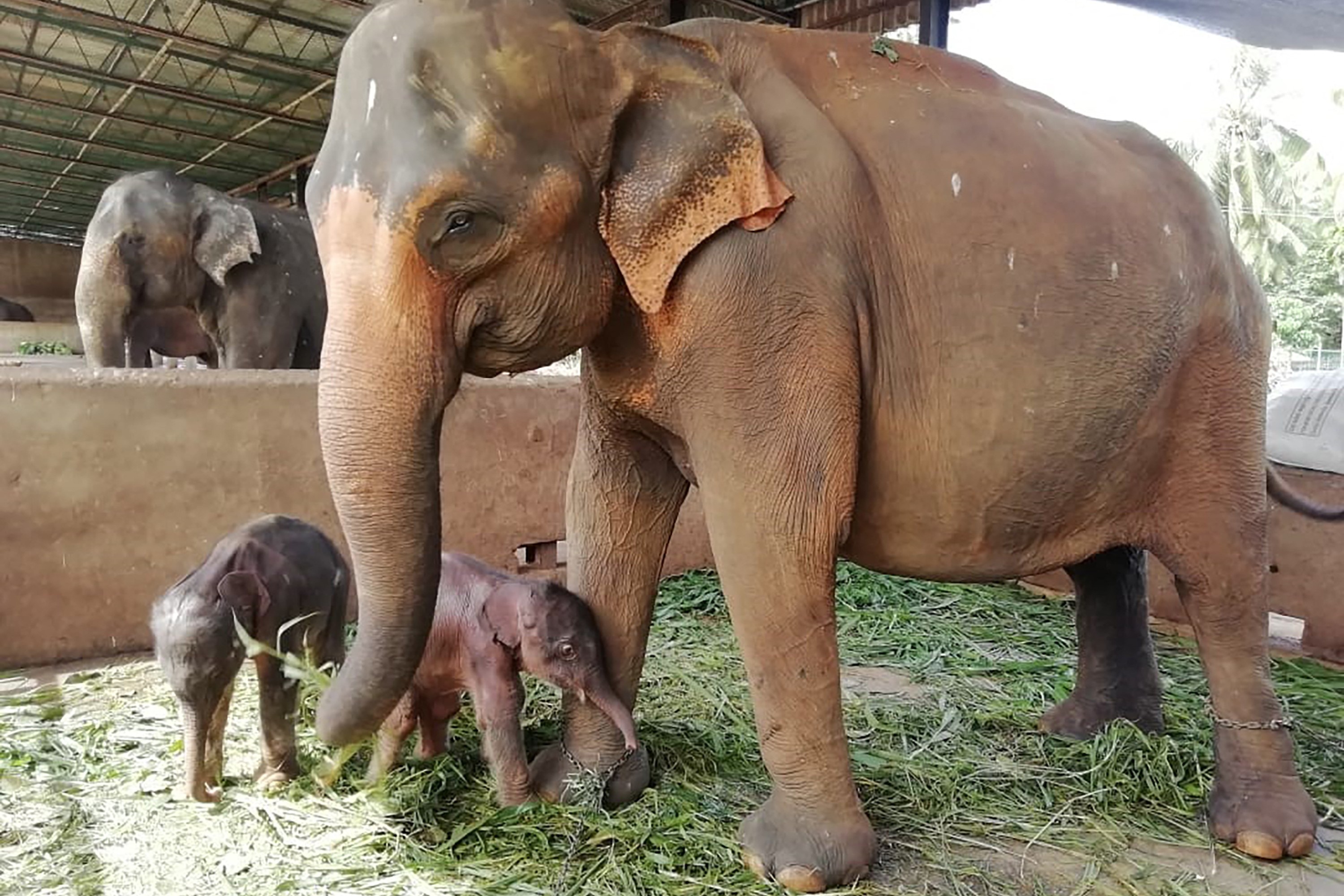 Voi sinh doi o Sri Lanka hinh anh