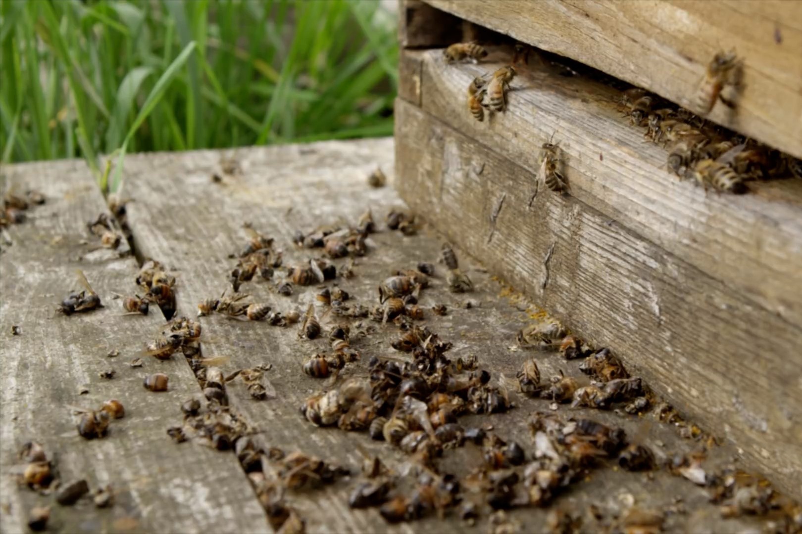 Cong viec rung ron dau tien cua loai ong khi mua xuan den hinh anh