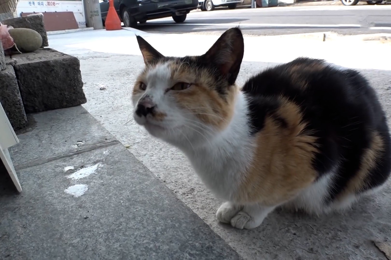 Meo me di xin an cho dan con moi ngay hinh anh