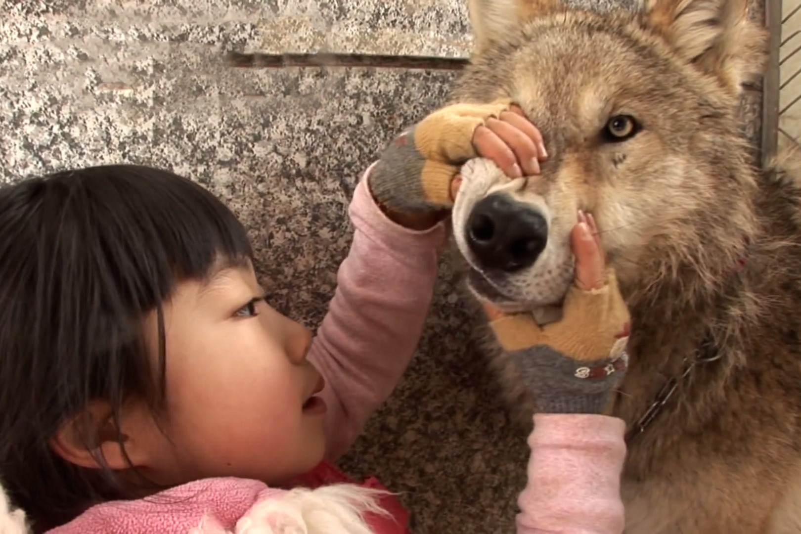 Tinh ban cua be gai 7 tuoi va bay soi o Han Quoc hinh anh