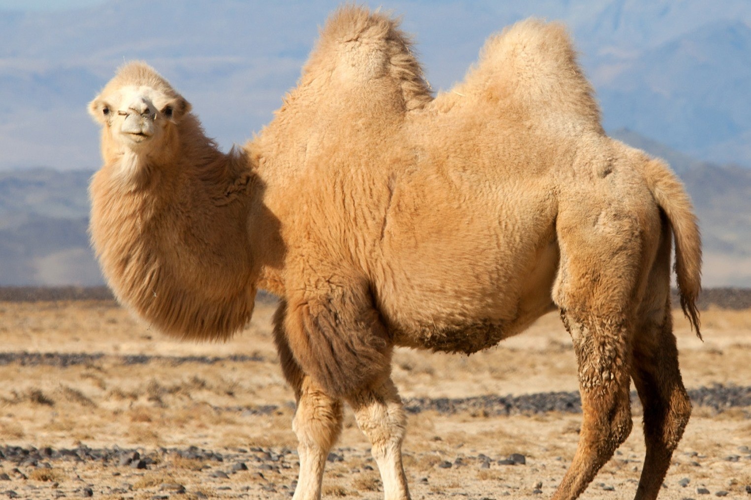 Vi sao lac da co the song sot tren sa mac khac nghiet? hinh anh