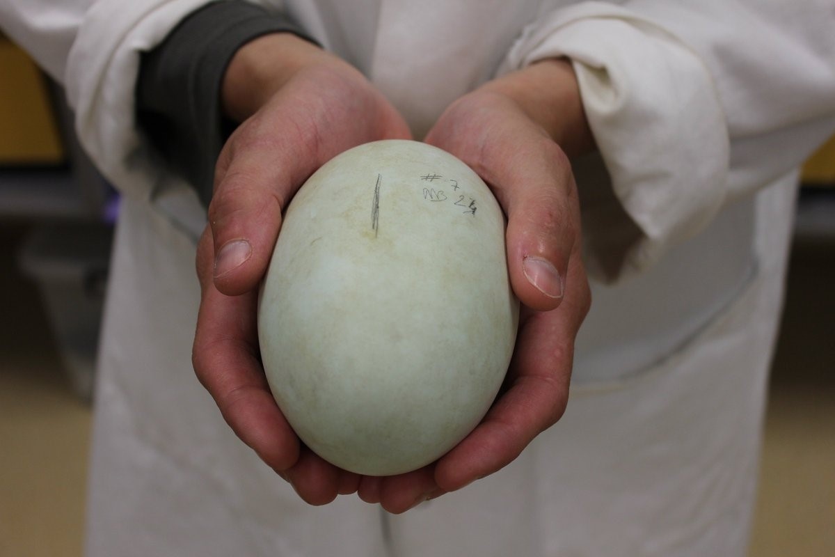 Vi sao trung la te bao lon nhat hanh tinh? hinh anh