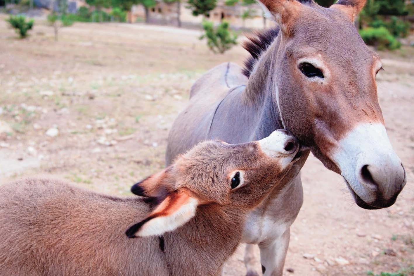 Vi sao la khong the sinh con? hinh anh