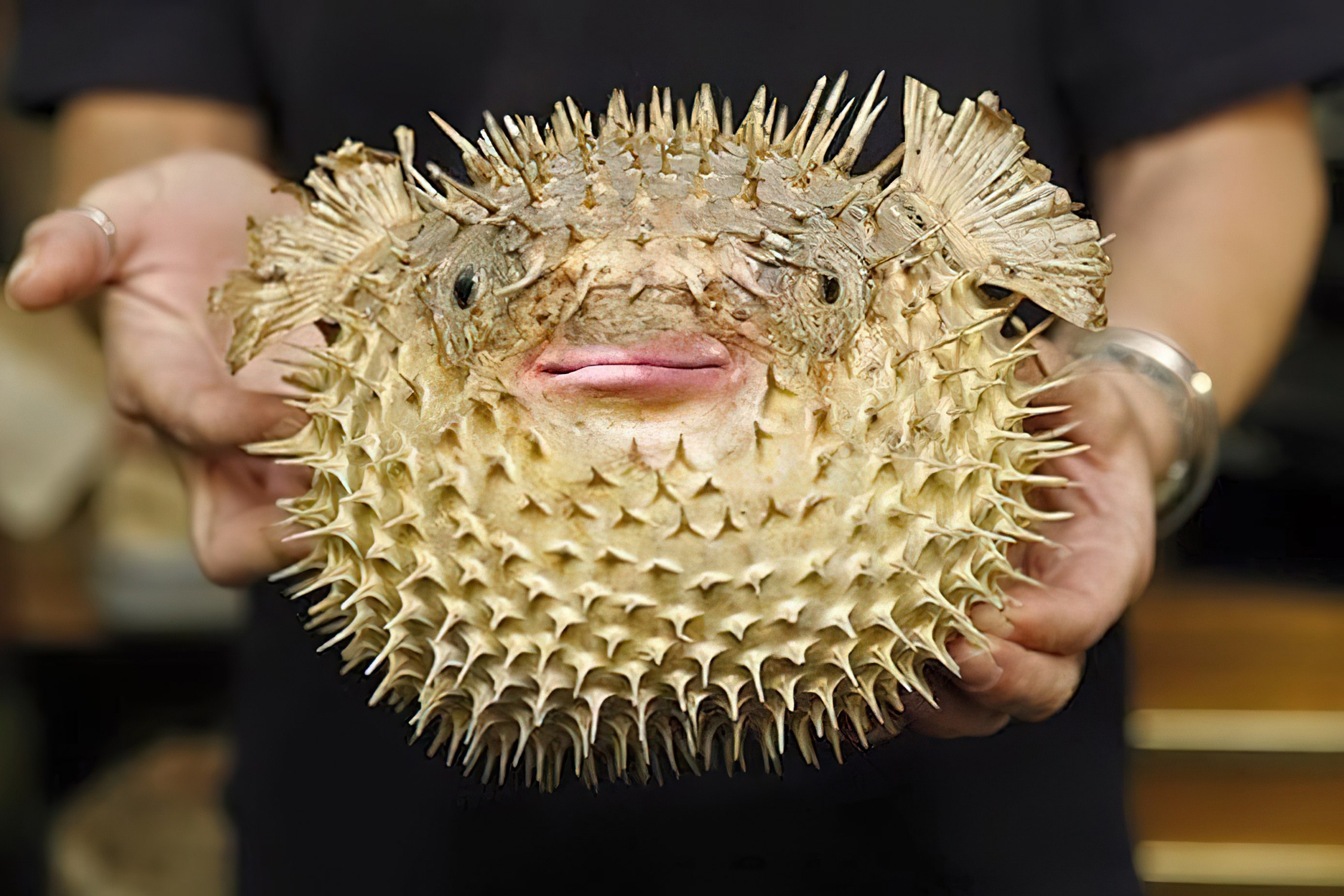 Cau tao dac biet giup ca noc phong len to gap 3 lan hinh anh