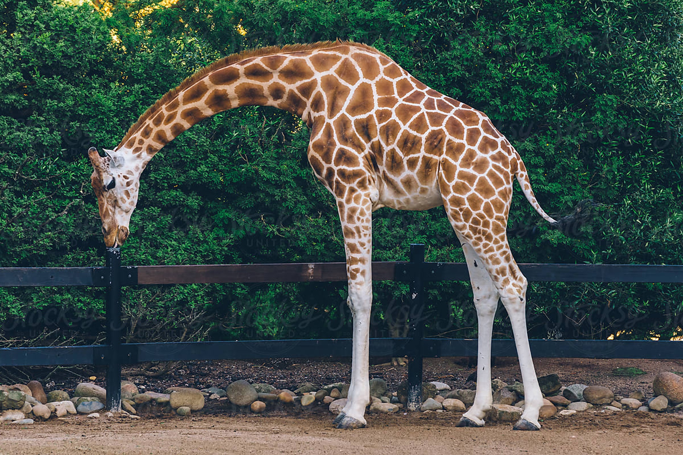 Vi sao huou cao co co co dai? hinh anh