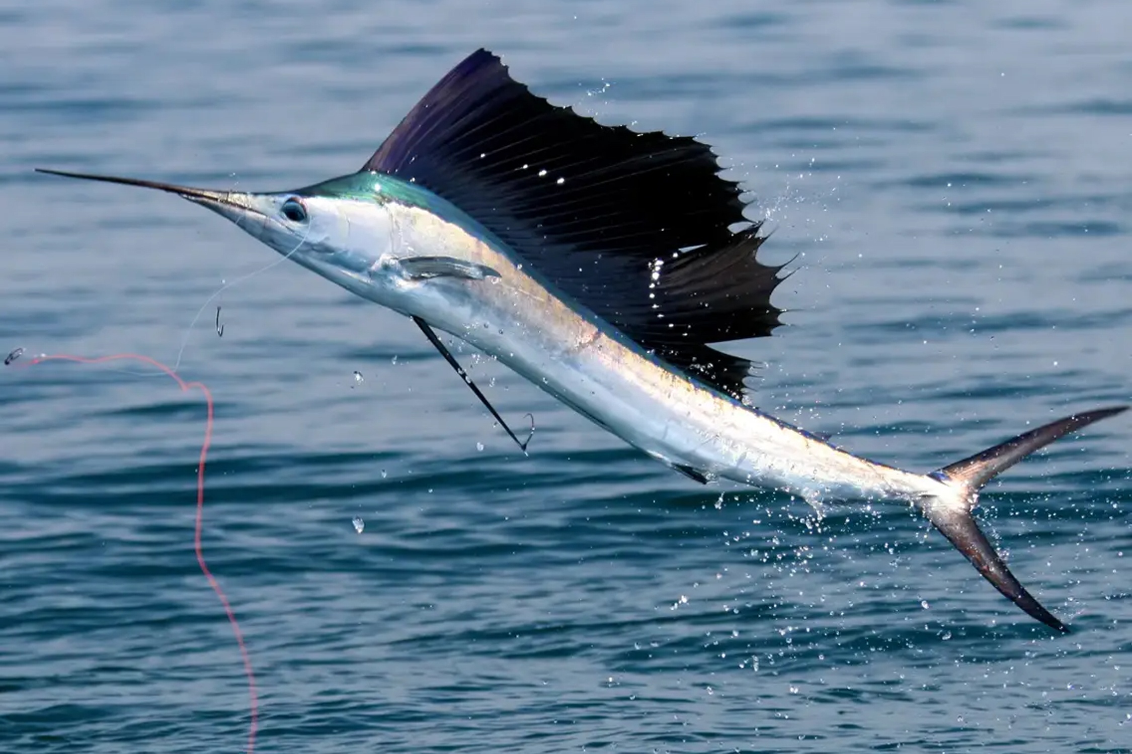 Loai dong vat boi nhanh nhat dai duong hinh anh