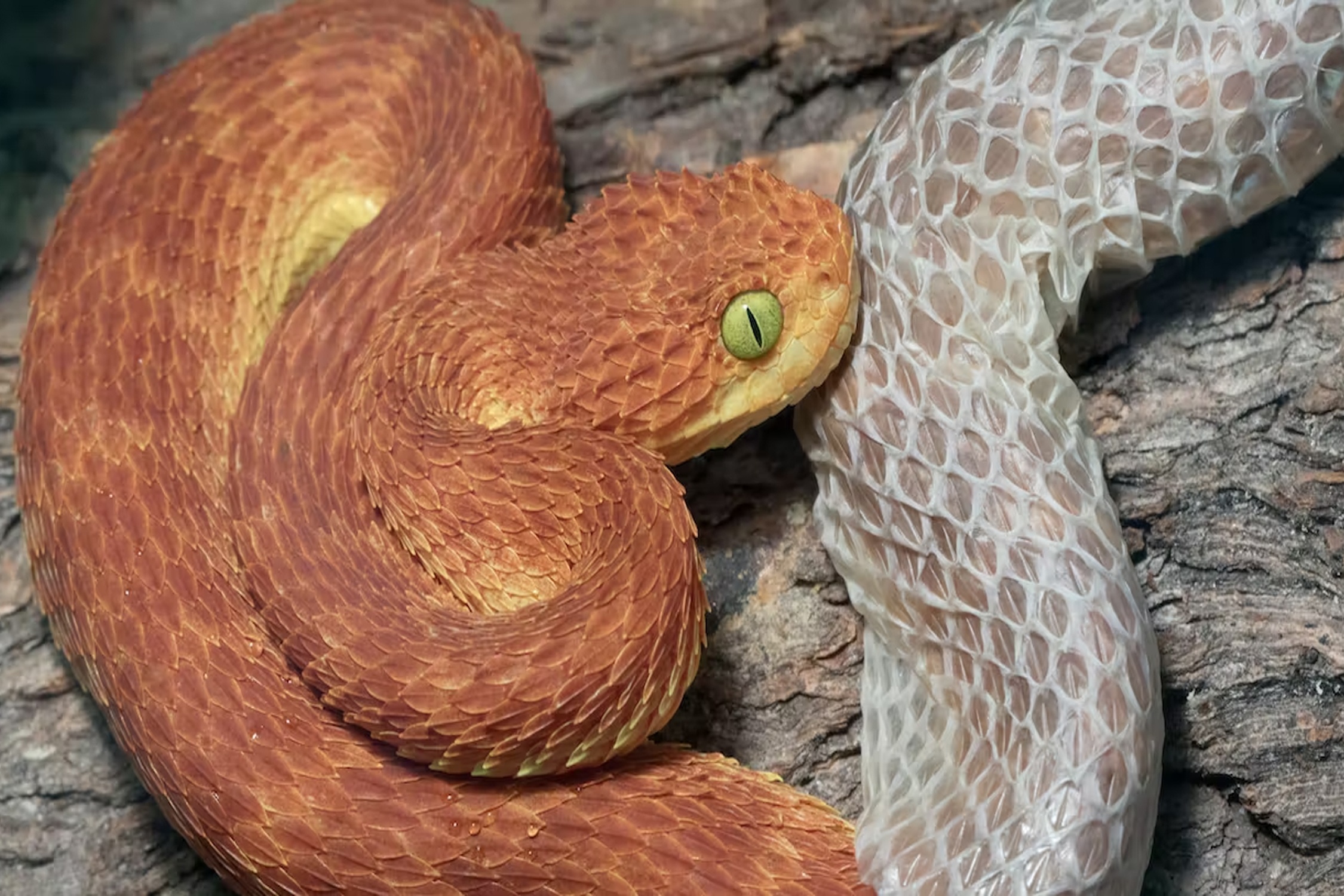 Vi sao ran lot xac? hinh anh