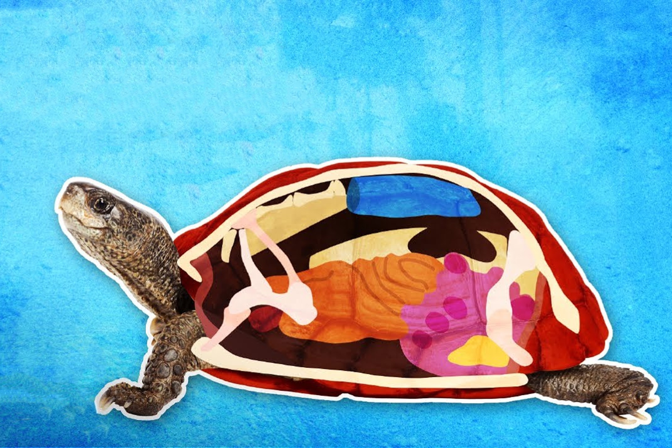 Co gi ben trong mai rua? hinh anh