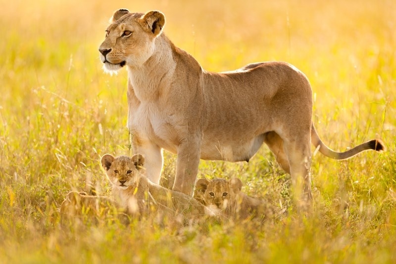 Bai hoc yeu thuong tu muon loai hinh anh