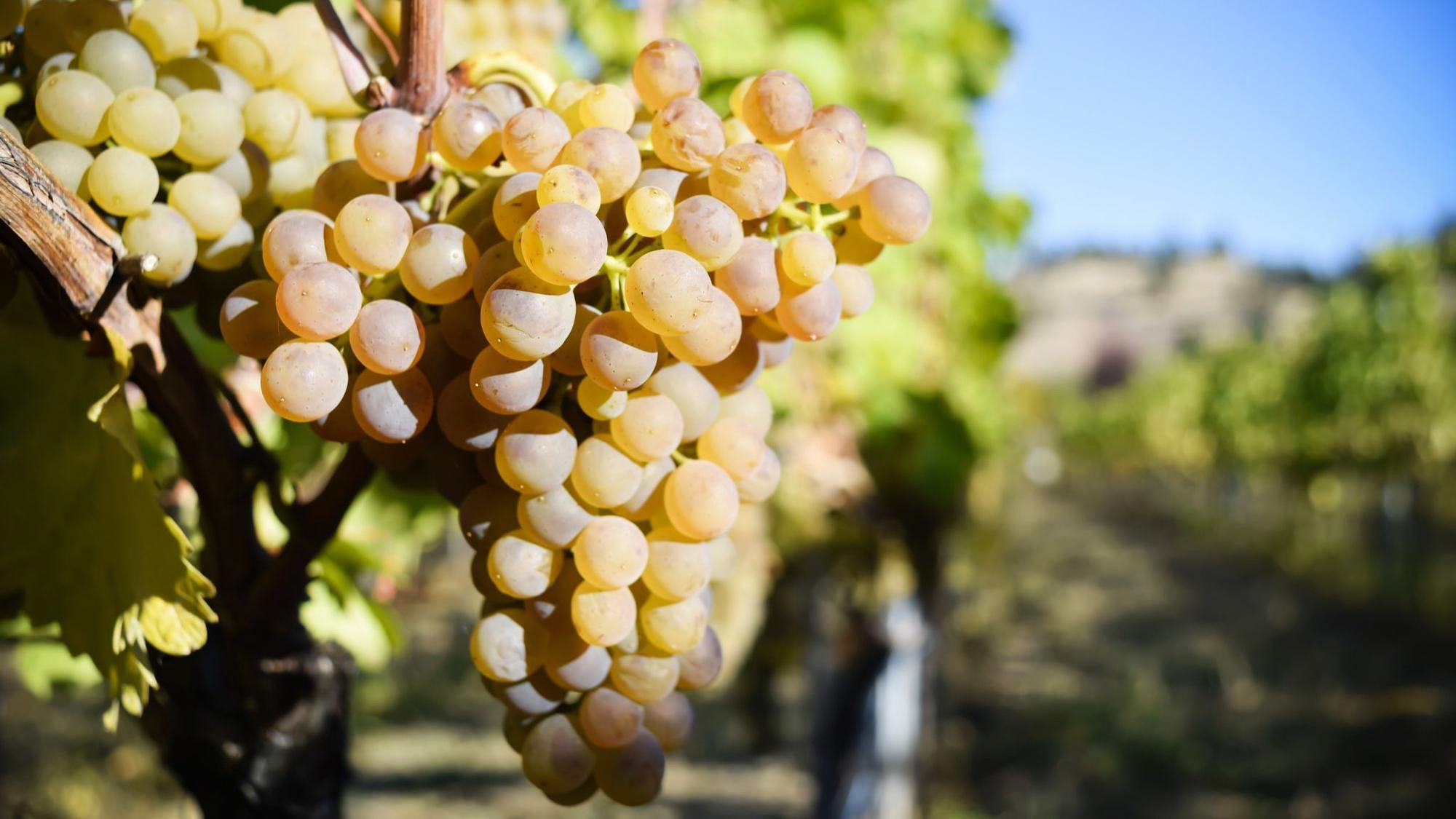 Ke chuyen ruou vang anh 2