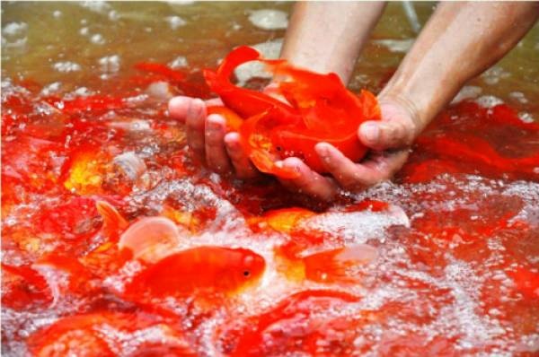 Tien ong Tao, nho noi chao mat cua ba, long hoi hop cho xuan hinh anh