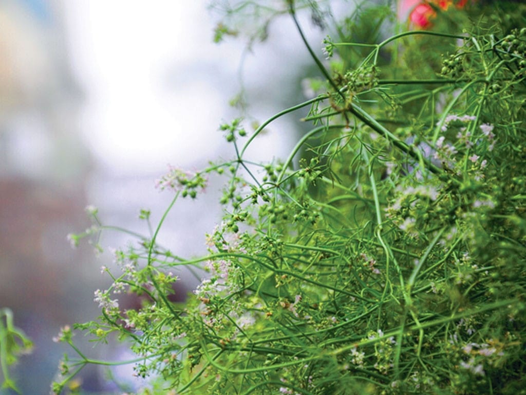 Ron rang ngay 30 Tet anh 3