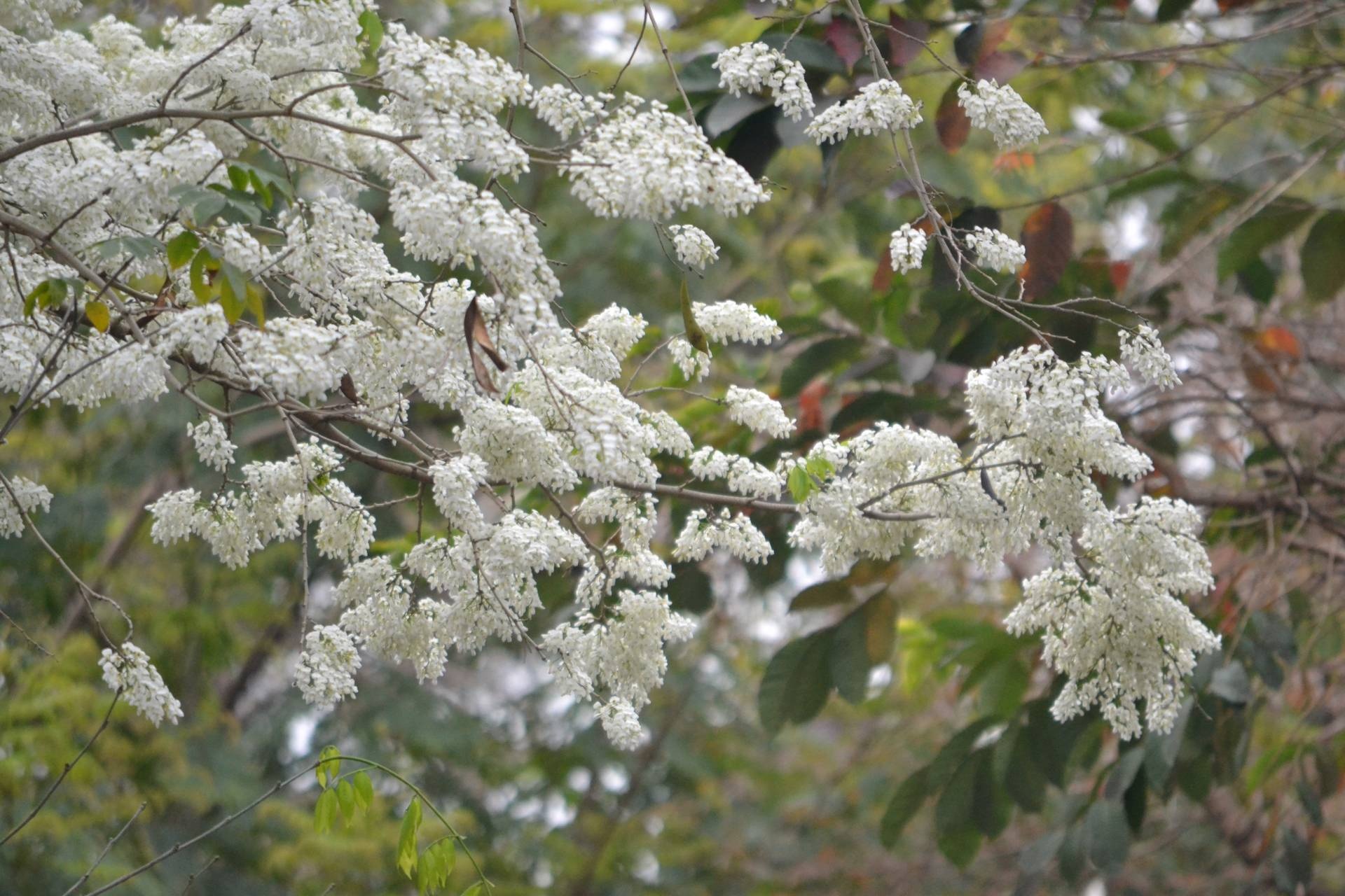 Ngam chum hoa sua nho, chot thay hu hao noi nho nha hinh anh