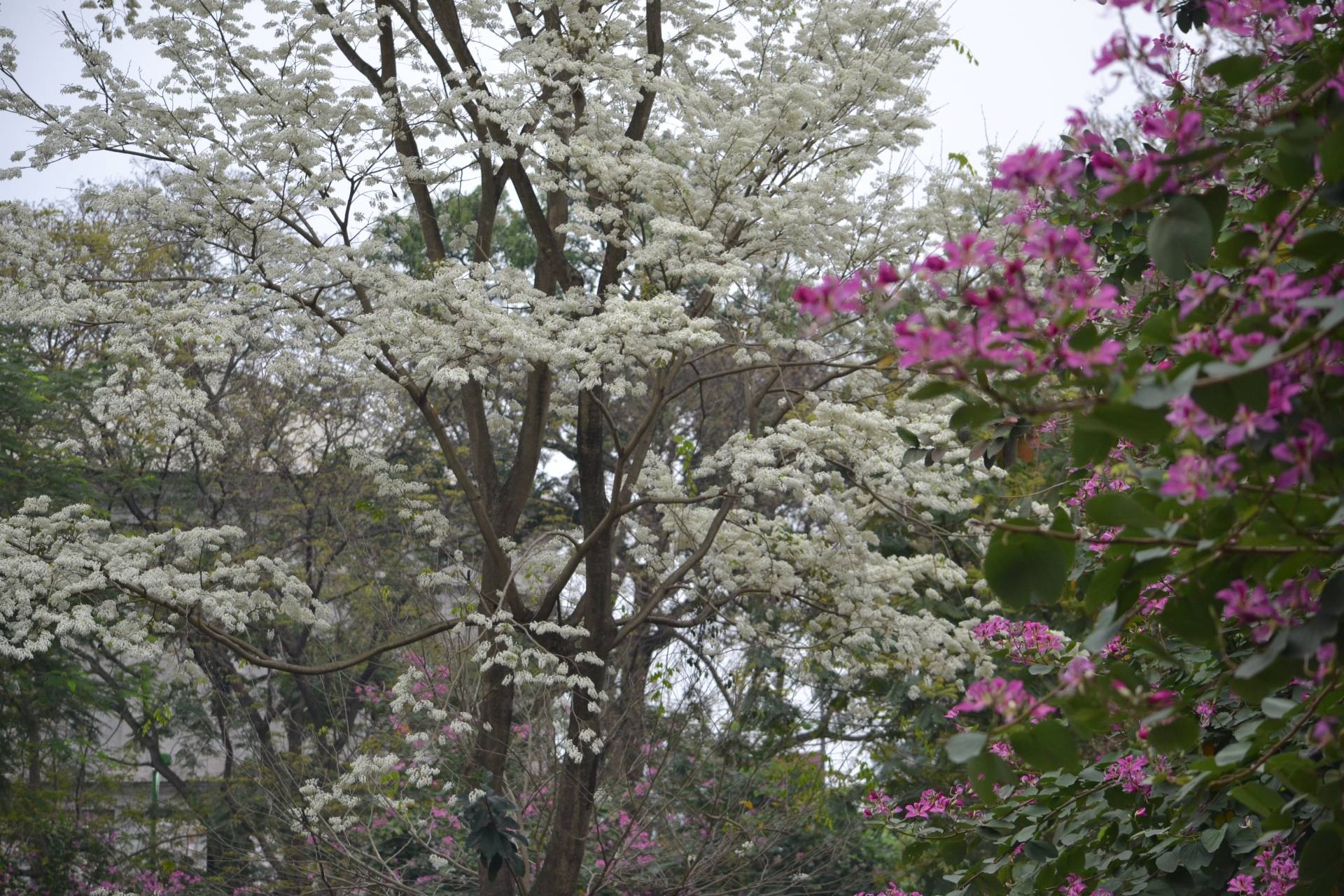 Ngam chum hoa sua nho,  chot hu hao noi nho nha anh 2