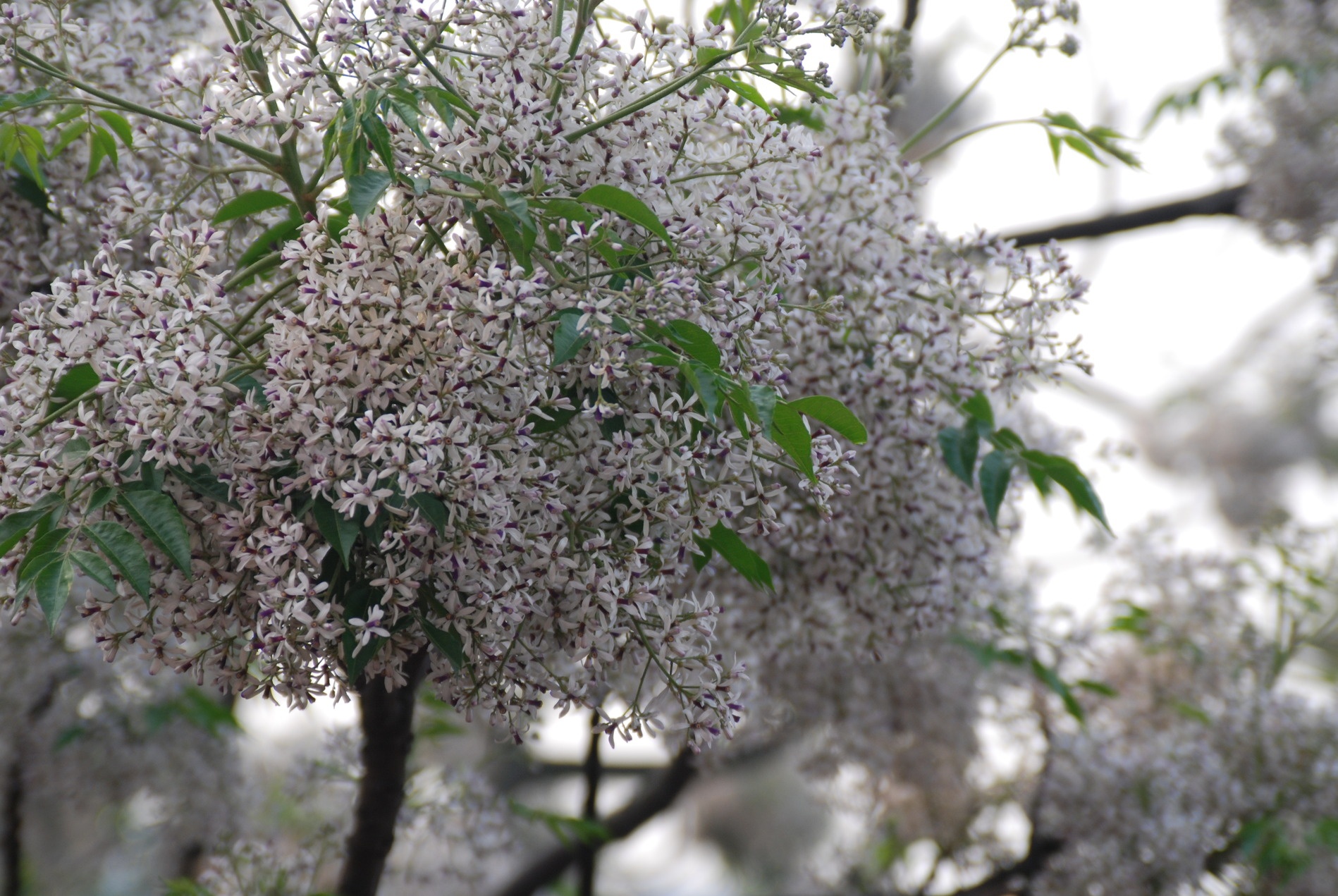 Ngam chum hoa sua nho,  chot hu hao noi nho nha anh 3