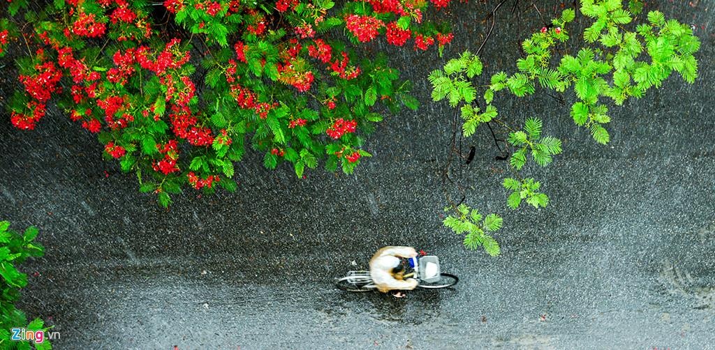 Này tình đầu, em đã qua bao mùa phượng vĩ? ảnh 3 Nay tinh dau, em da qua bao mua phuong vi? anh 3