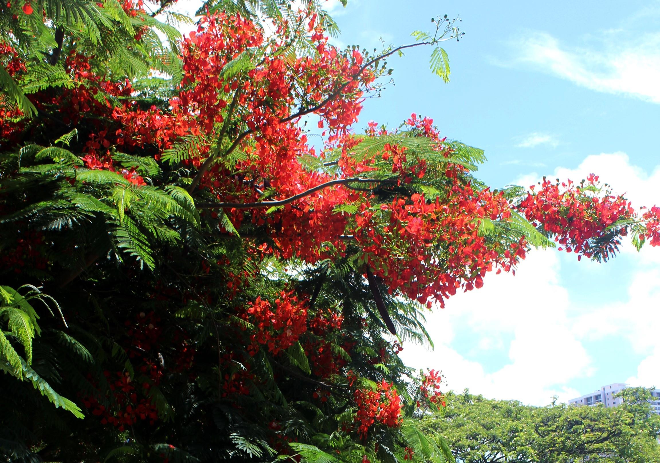 Ngay nang gat va nhung cau chuyen ve tieng ve trong long pho anh 3