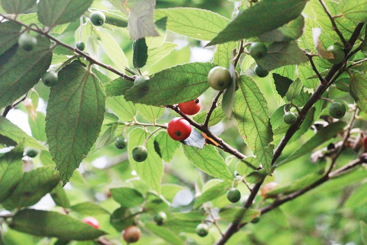 Tet thieu nhi o co quan me anh 2