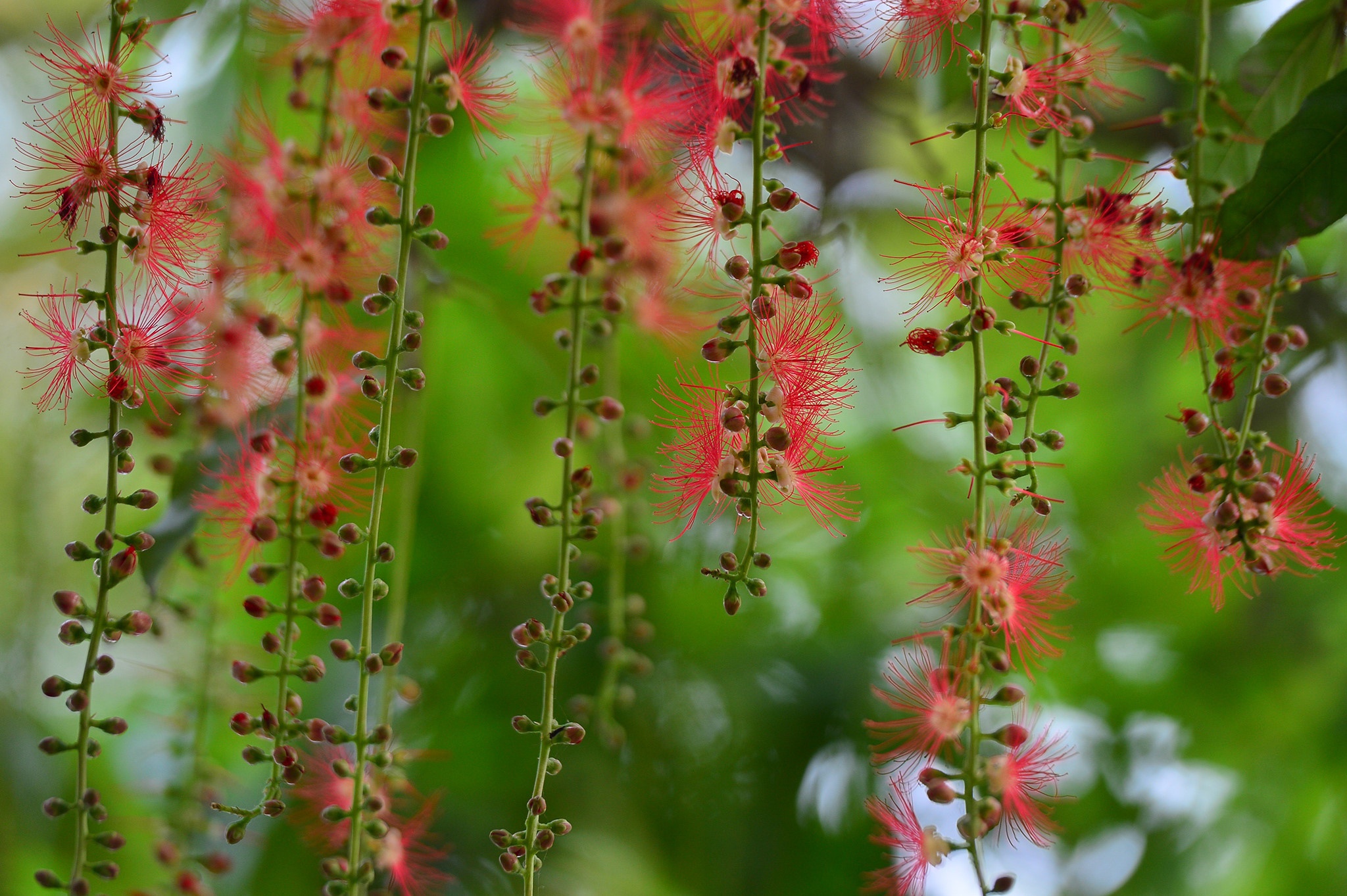 Qua mon tu con gio heo may anh 2