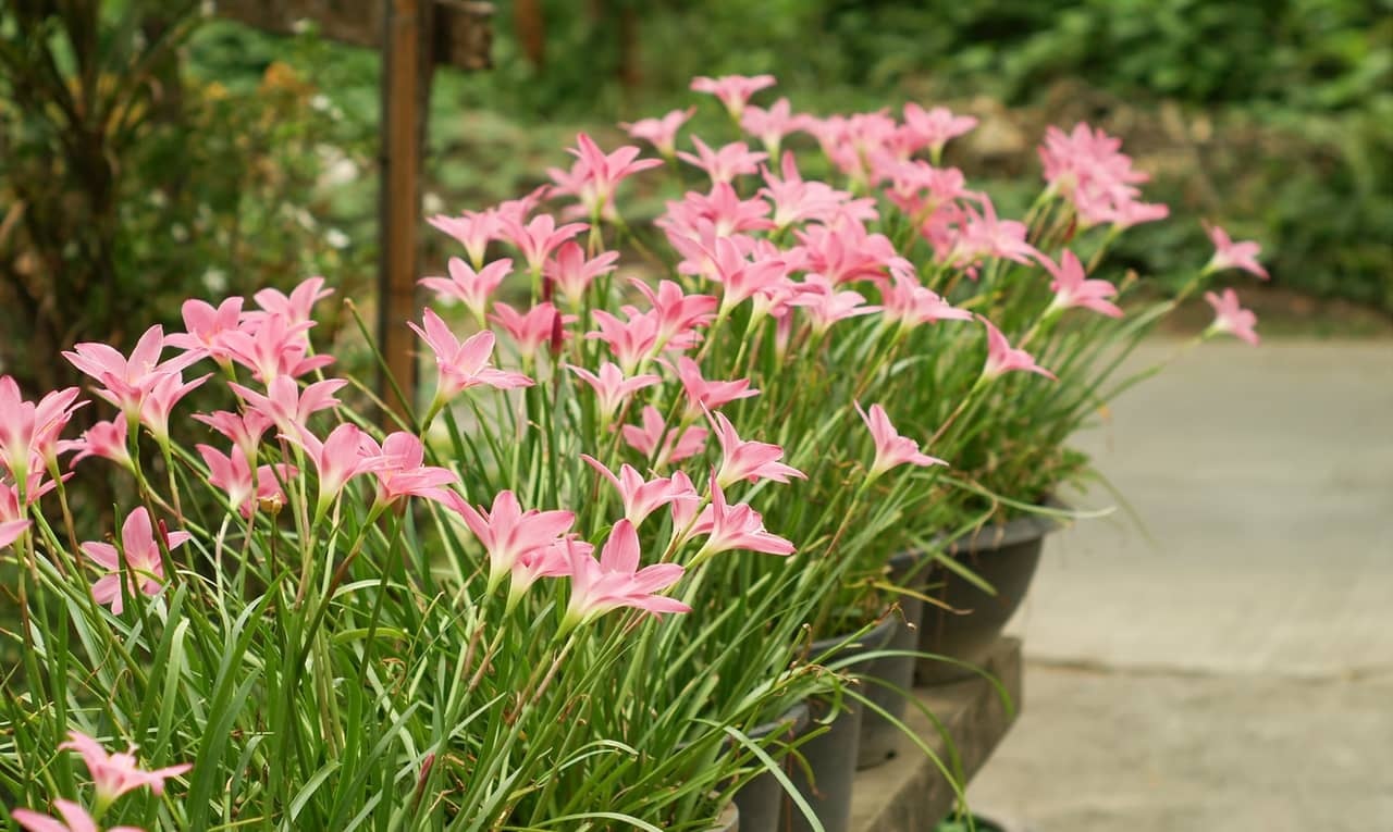 Con duong ngay xua chung toi cung toi lop anh 3