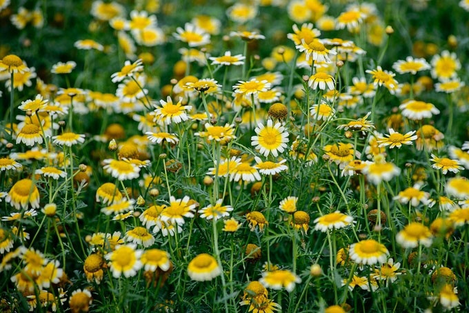 May do nom va mui hoa buoi thang Gieng… anh 1