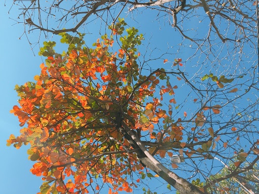 May do nom va mui hoa buoi thang Gieng… anh 2