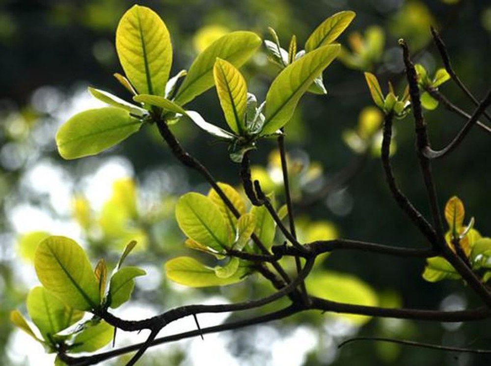 Gui nhanh loc non anh 1