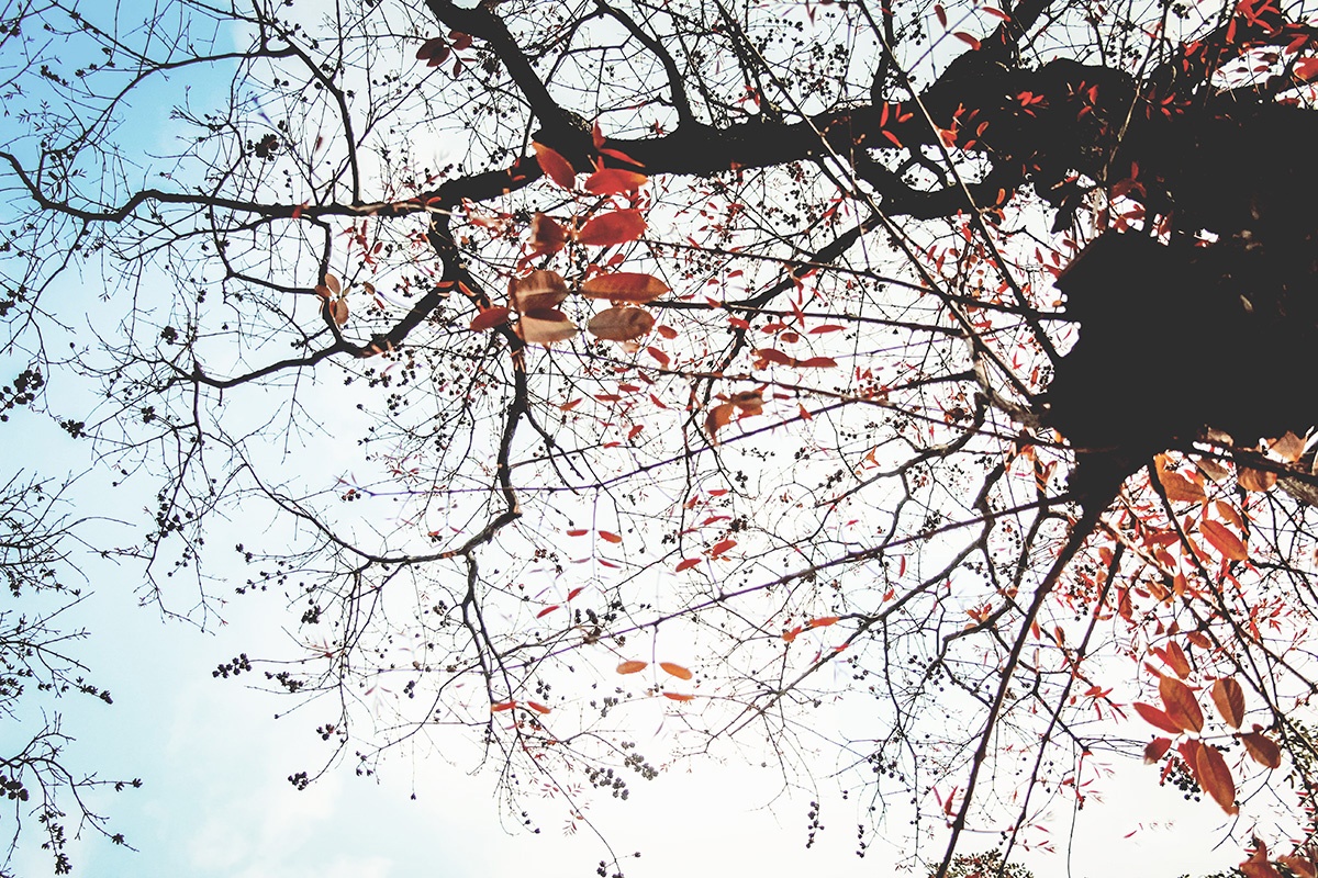 Gio lanh cuoi mua da noi loi tam biet? hinh anh