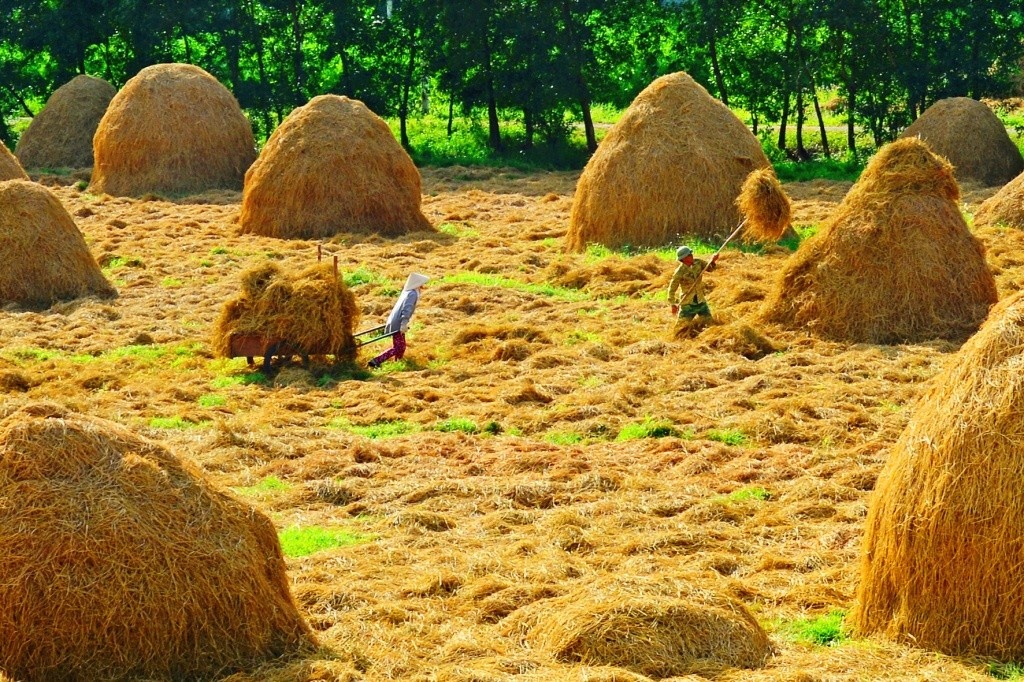 choi rom goc bep anh 1