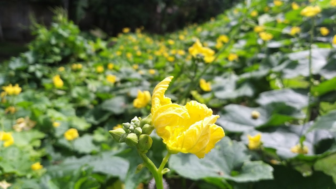 mua he trong khu vuon nho anh 1