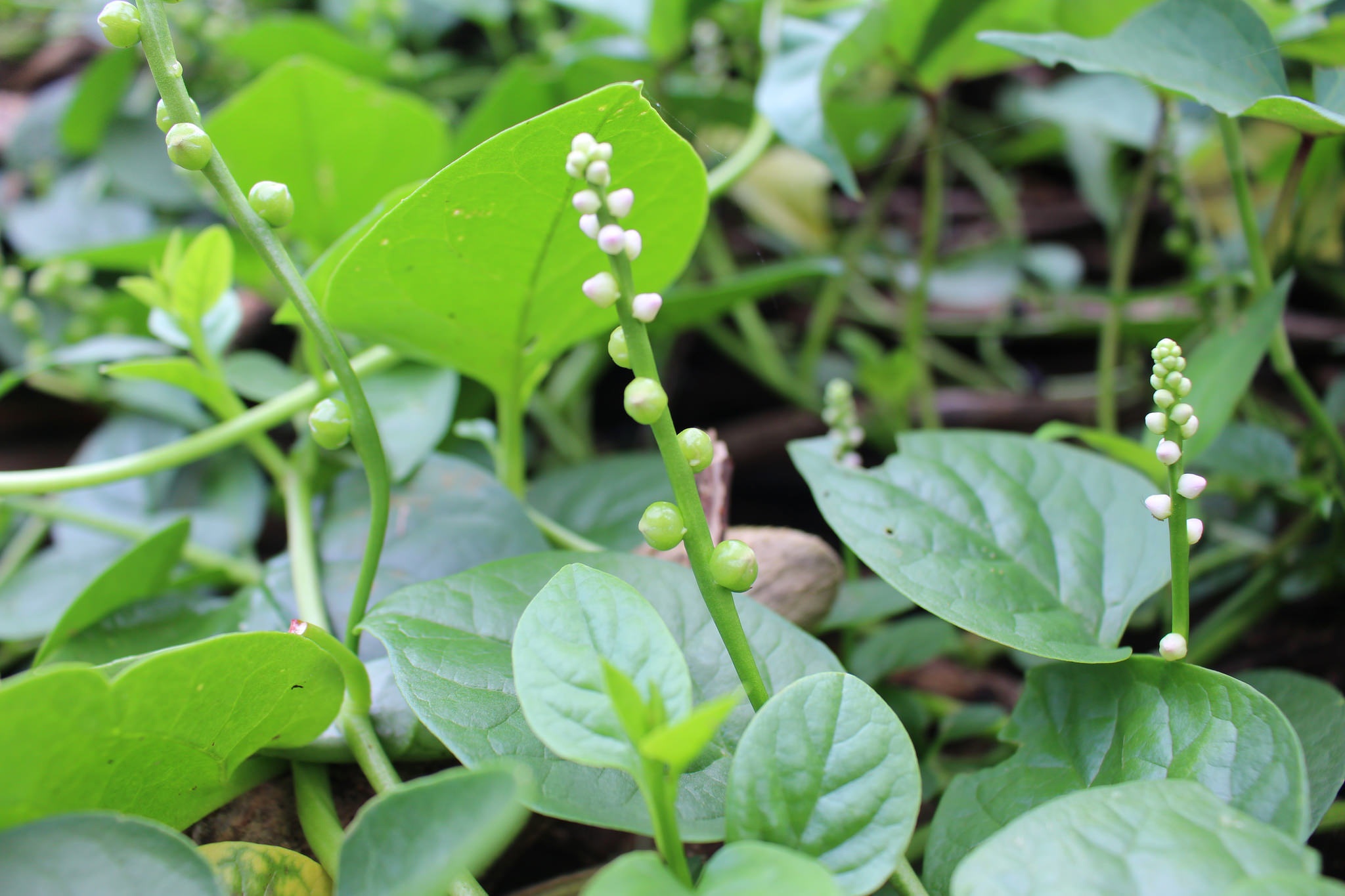 mua he trong khu vuon nho anh 2