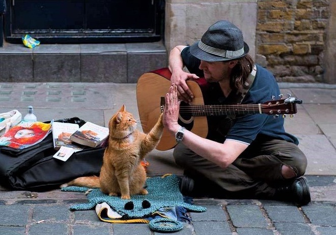 Nhung chu meo ky la trong van chuong hinh anh