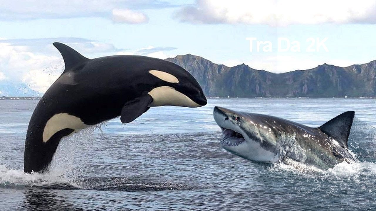 Dung do voi ca voi sat thu hinh anh