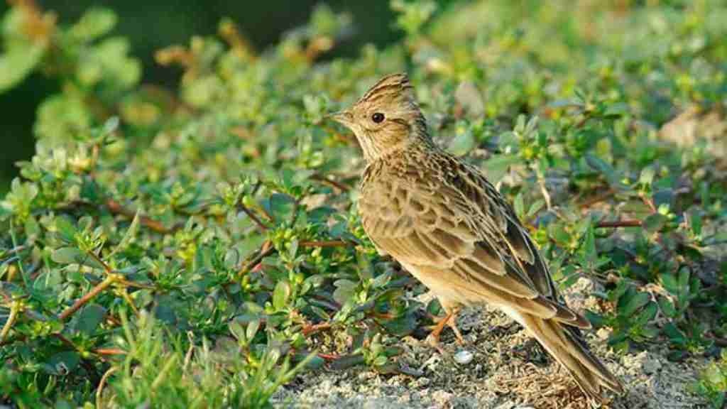 Tieng chim hot tren dao Son Ca hinh anh