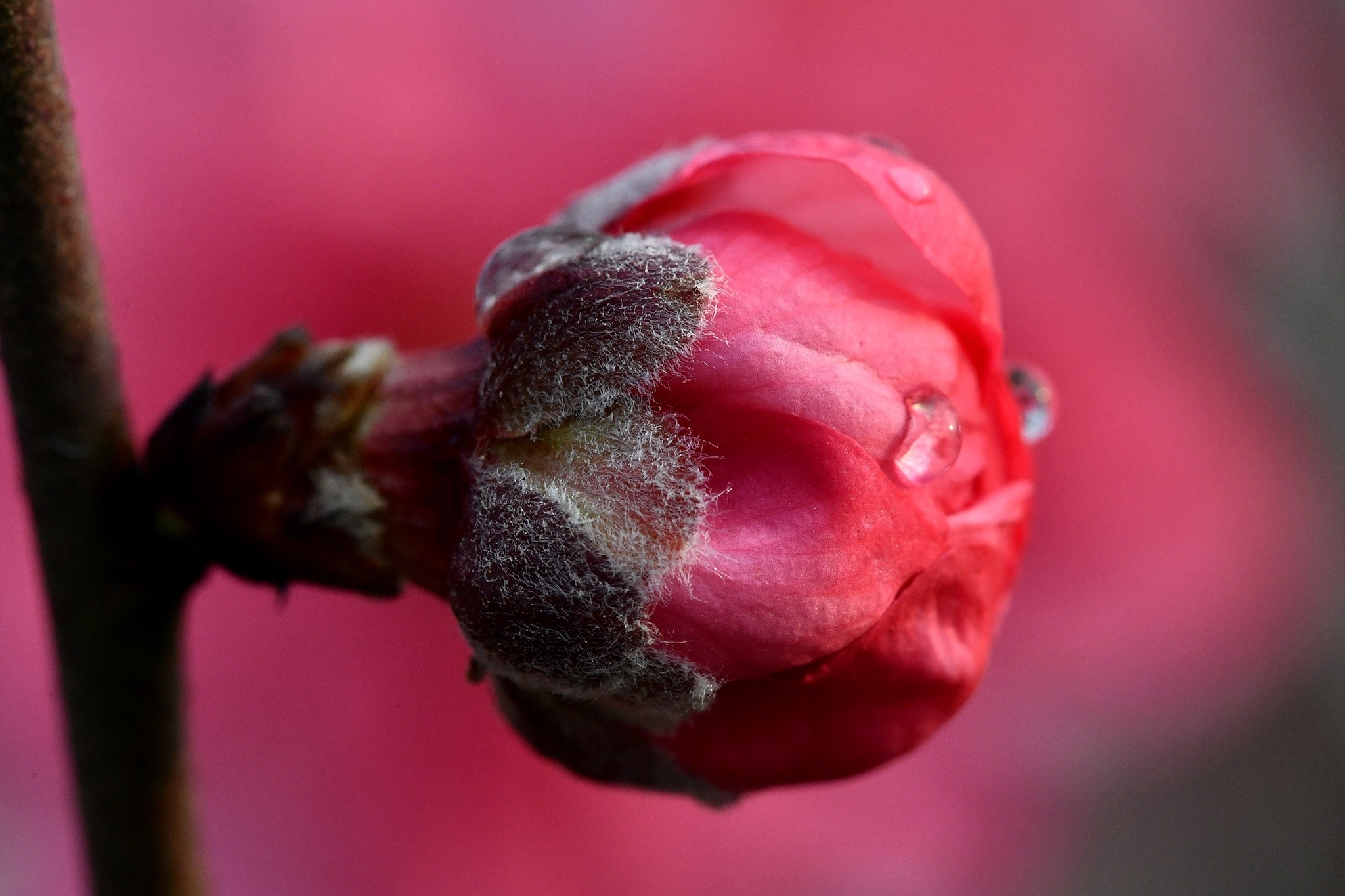 Lang ngam hoa dao hinh anh