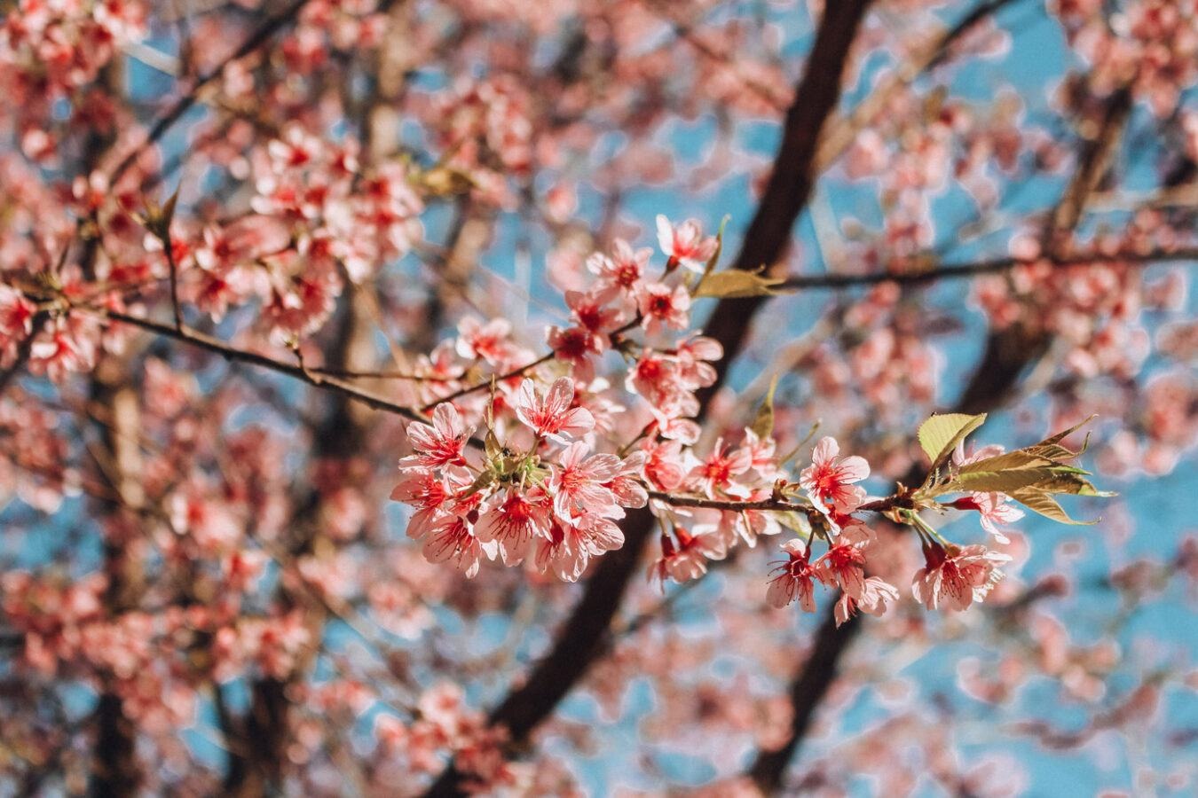 Mua xuan dang di toi hinh anh