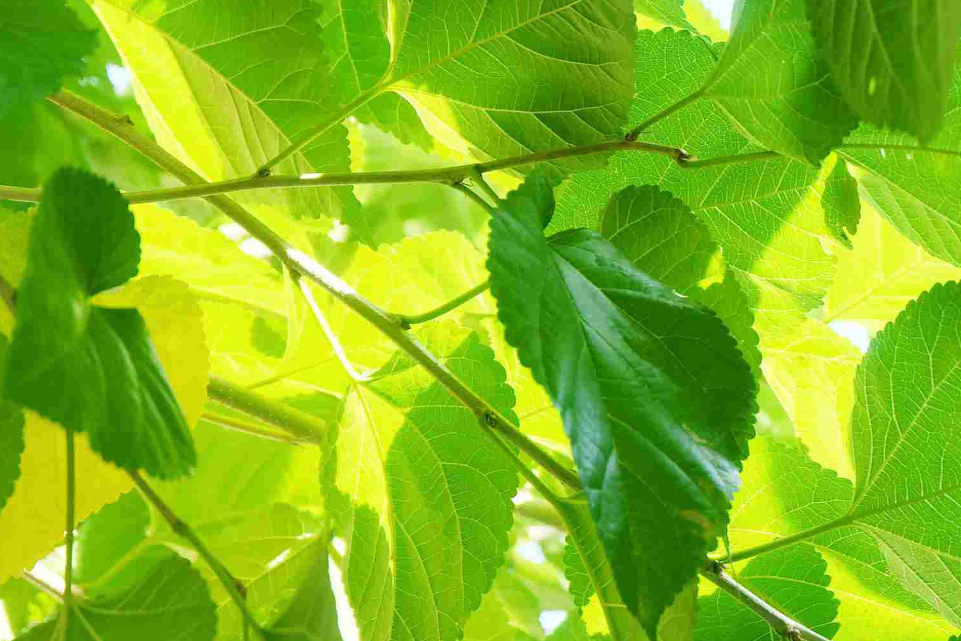 Cong dung khong ngo cua la dau tam hinh anh