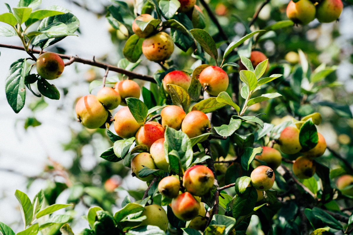 Vi sao phu nu mang thai khong nen an qua son tra? hinh anh