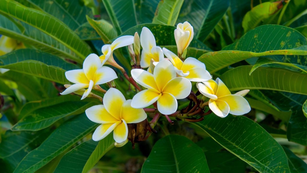 'Hoa dai an ghem' mon ky khoi da that truyen cua Tan Da hinh anh