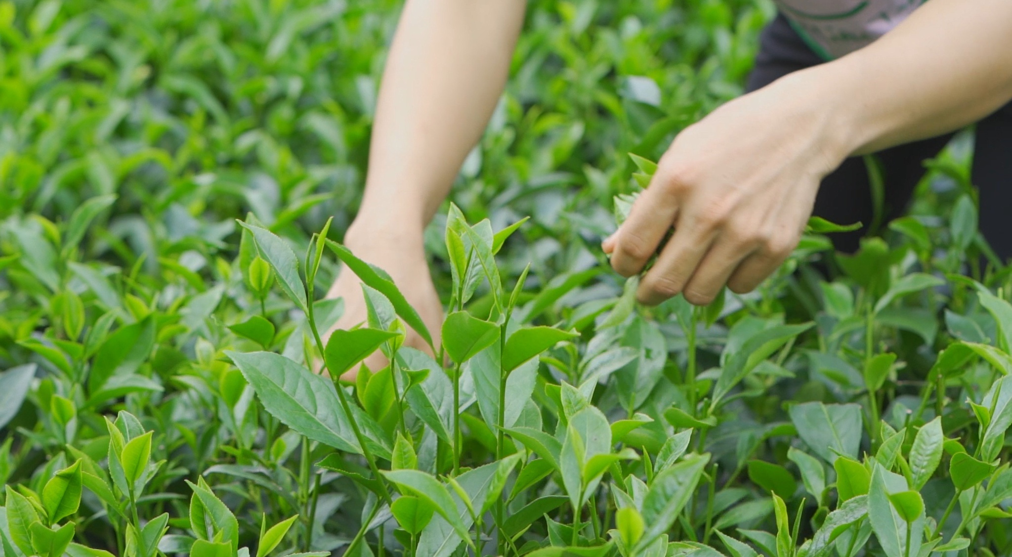 Hanh trinh van ly cua cay che hinh anh