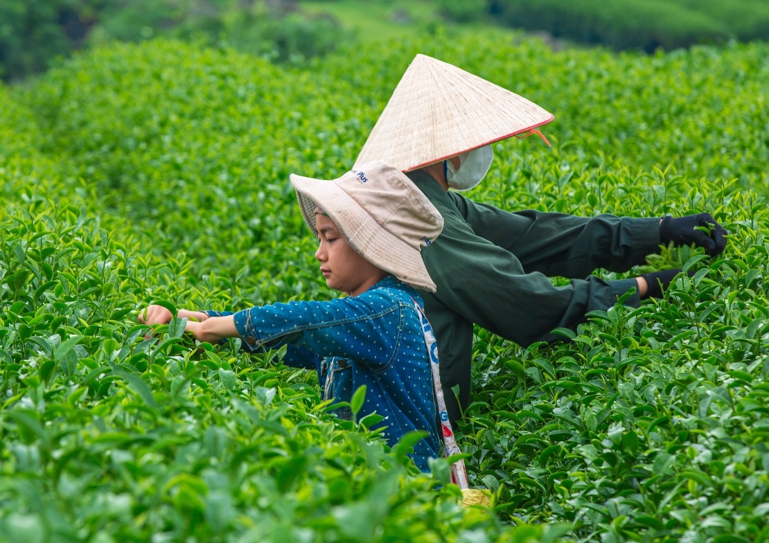 So sanh thu vi cua Alexandre de Rhodes ve tra hinh anh